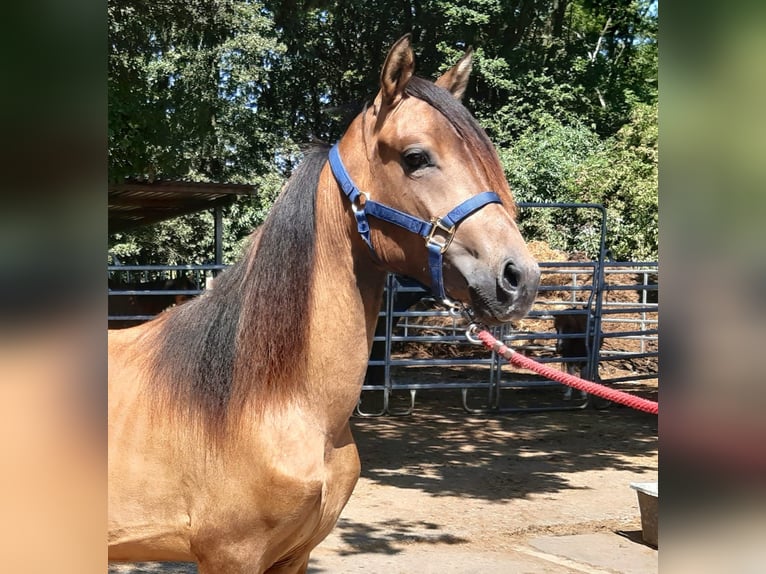 Paso Fino Mix Wallach 2 Jahre Falbe in Morsbach