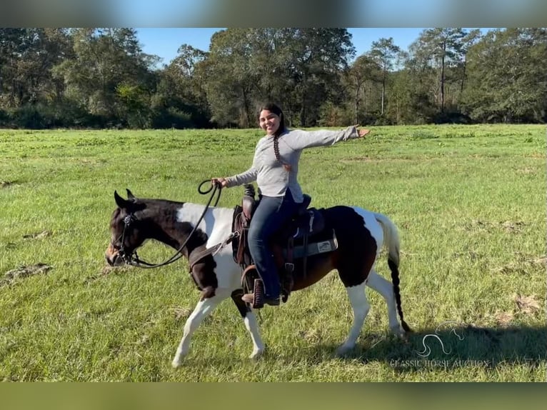 Paso Fino Wallach 3 Jahre 142 cm Tobiano-alle-Farben in Poplarville,MS