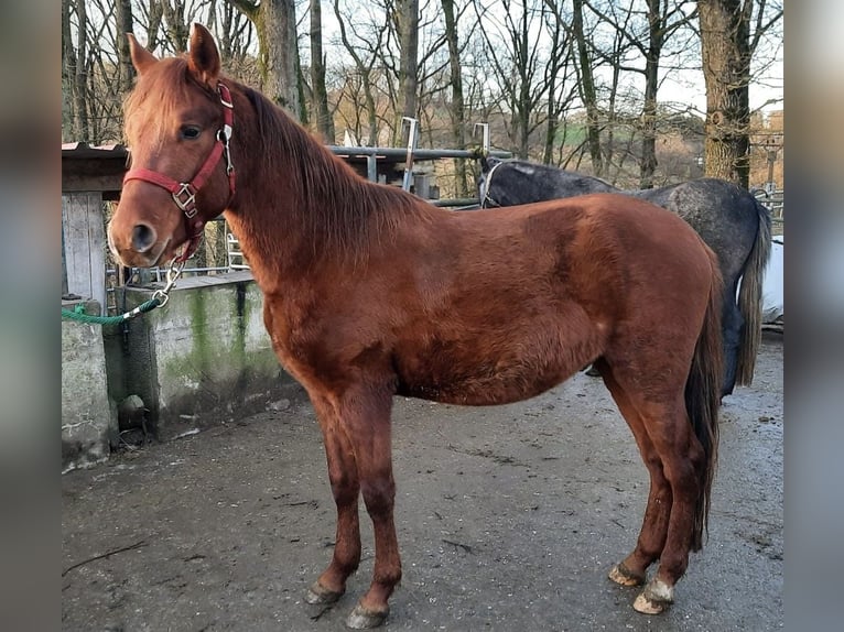 Paso Fino Wallach 3 Jahre Fuchs in Morsbach