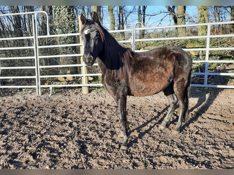 Paso Fino Wallach 3 Jahre Rappe in Morsbach