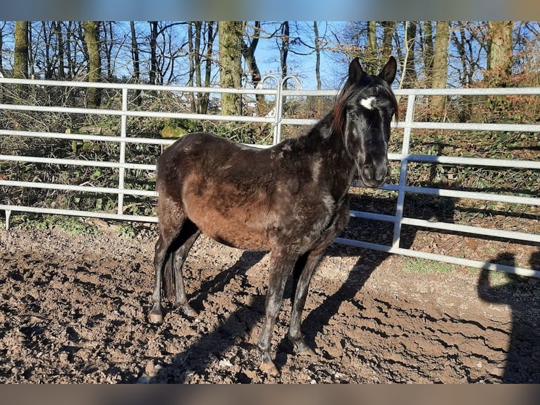 Paso Fino Wallach 3 Jahre Rappe in Morsbach