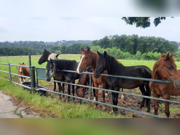 Paso Fino Wallach 3 Jahre Rappe in Morsbach
