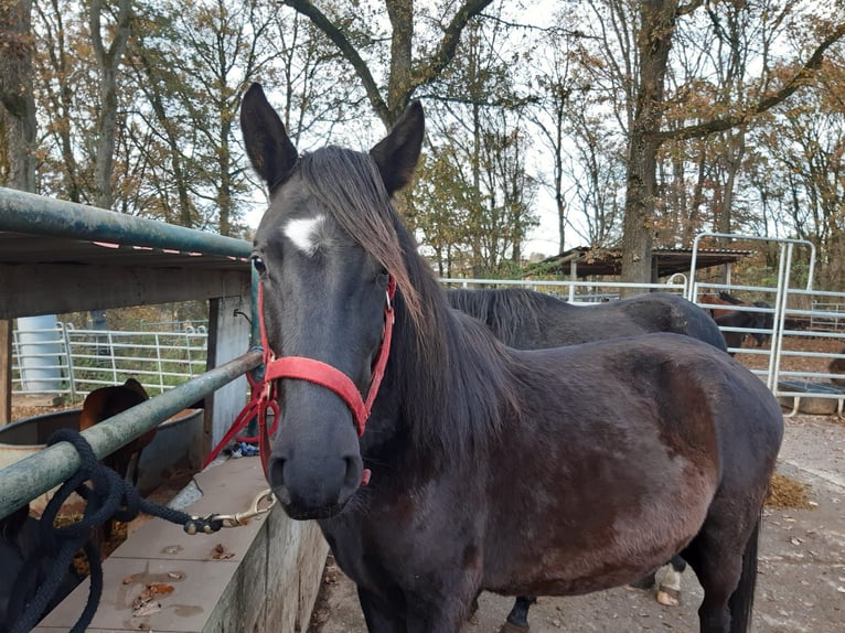 Paso Fino Wallach 3 Jahre Rappe in Morsbach
