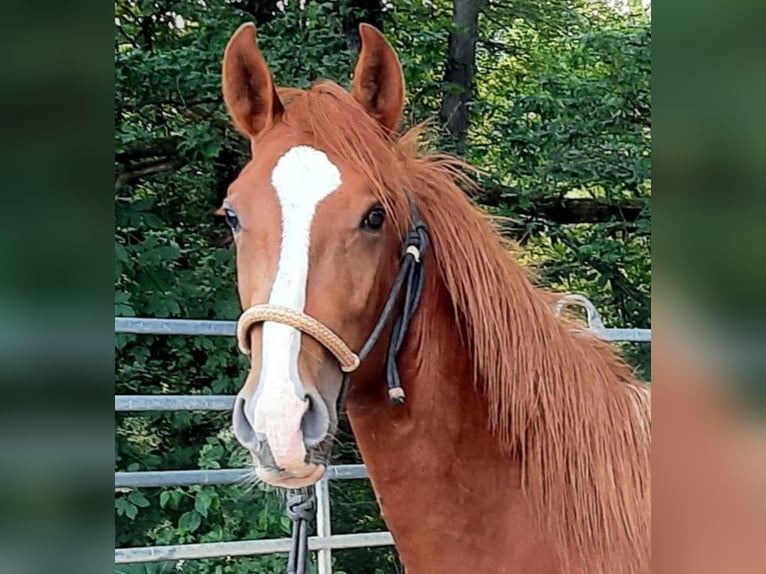 Paso Fino Wallach 4 Jahre 148 cm Fuchs in Morsbach Paso Fino Wallach 4 Jahre 148 cm Fuchs in Morsbach