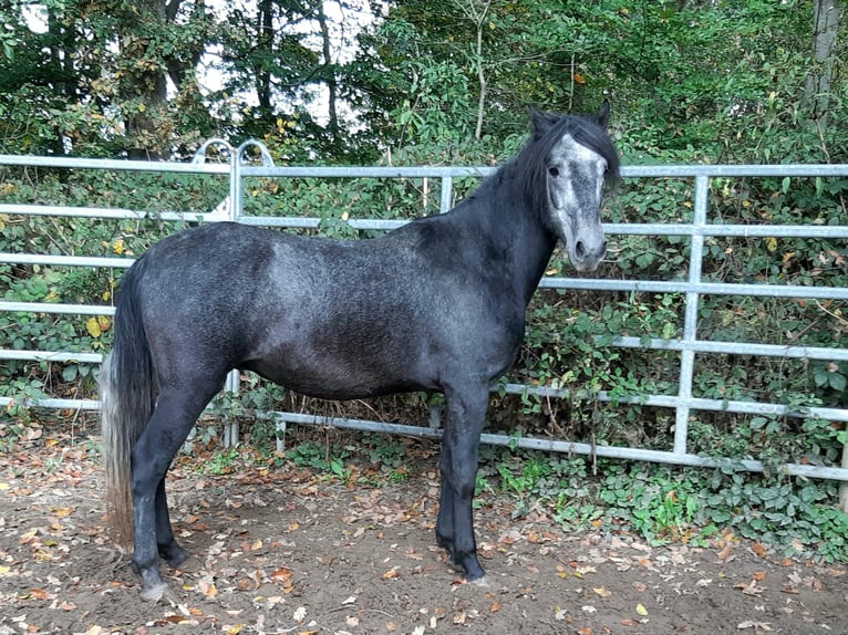 Paso Fino Wallach 4 Jahre 149 cm Rappschimmel in Morsbach