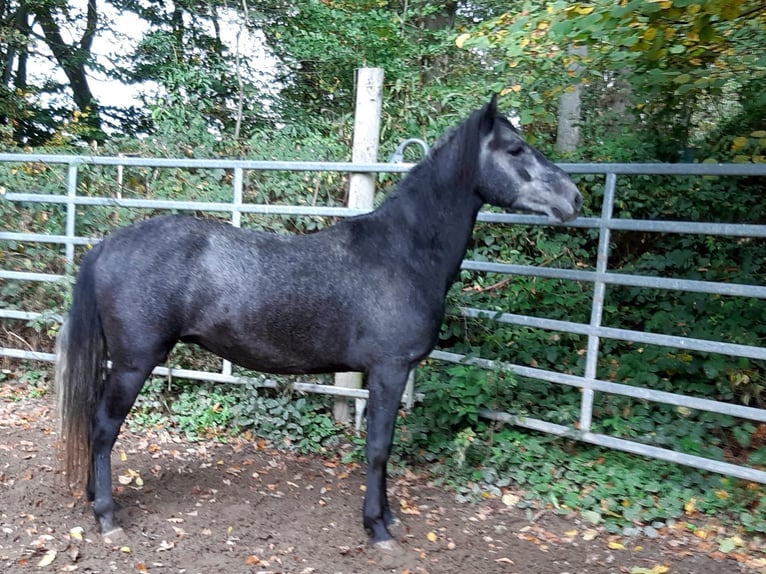 Paso Fino Wallach 4 Jahre 149 cm Rappschimmel in Morsbach