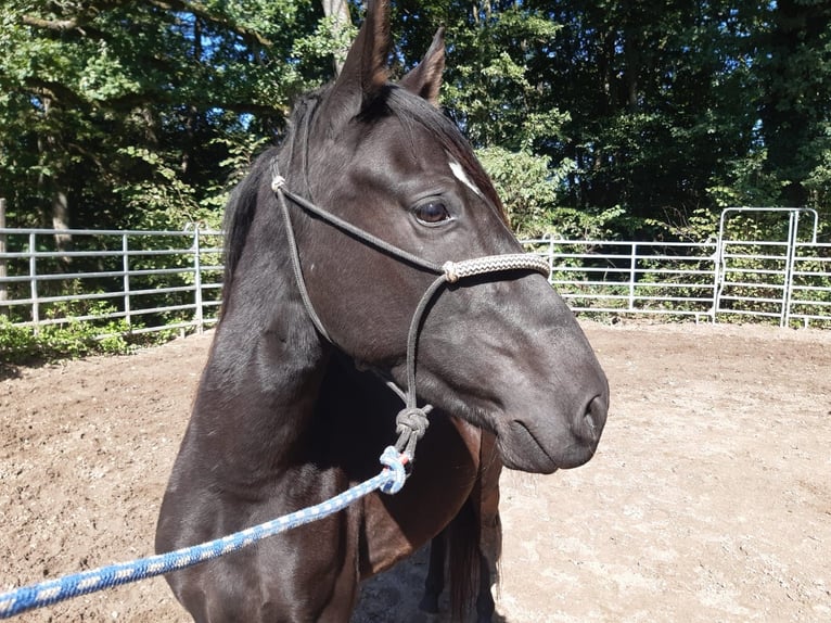 Paso Fino Wallach 4 Jahre Rappe in Morsbach