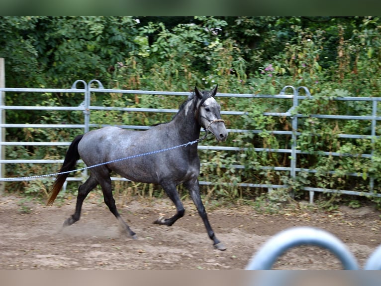 Paso Fino Wallach 4 Jahre Rappe in Morsbach