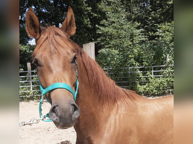 Paso Fino Wallach 4 Jahre Rotfuchs in Morsbach