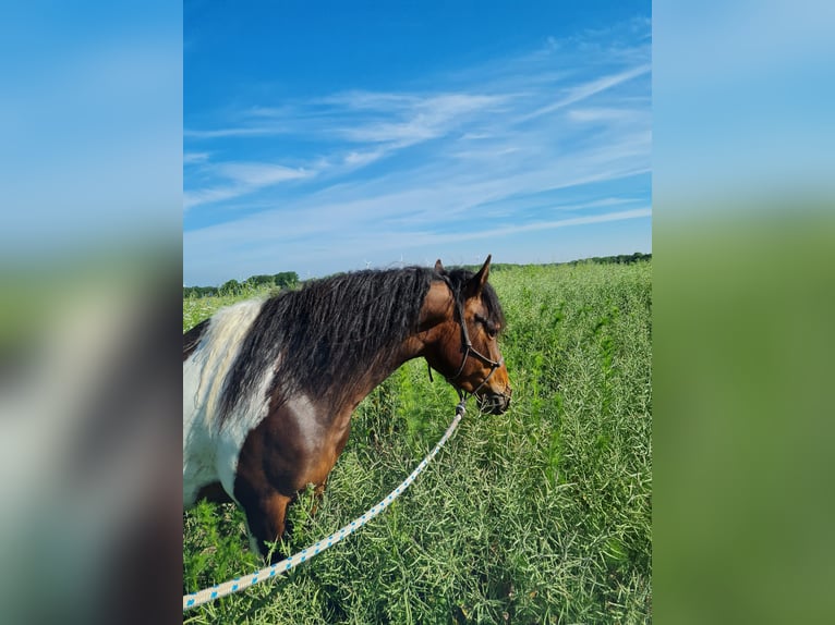 Paso Fino Wallach 5 Jahre 137 cm Schecke in Warendorf
