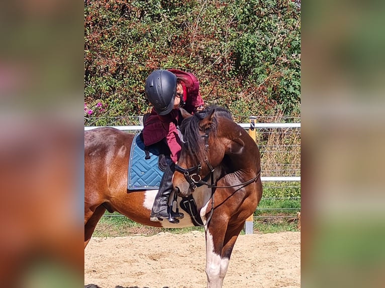 Paso Fino Wallach 5 Jahre 137 cm Schecke in Warendorf