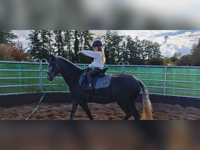 Paso Fino Wallach 5 Jahre 145 cm in Wiesentheid Paso Fino Wallach 5 Jahre 145 cm in Wiesentheid