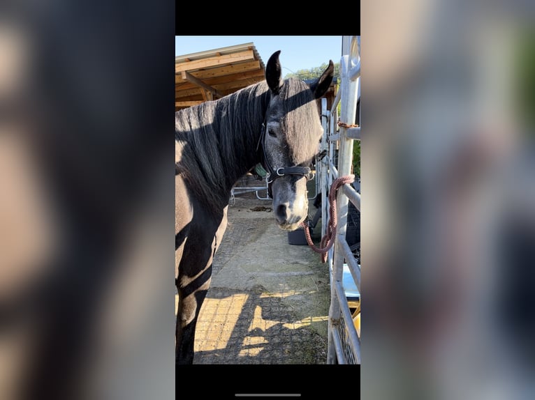 Paso Fino Wallach 5 Jahre 145 cm Rappschimmel in Sugenheim