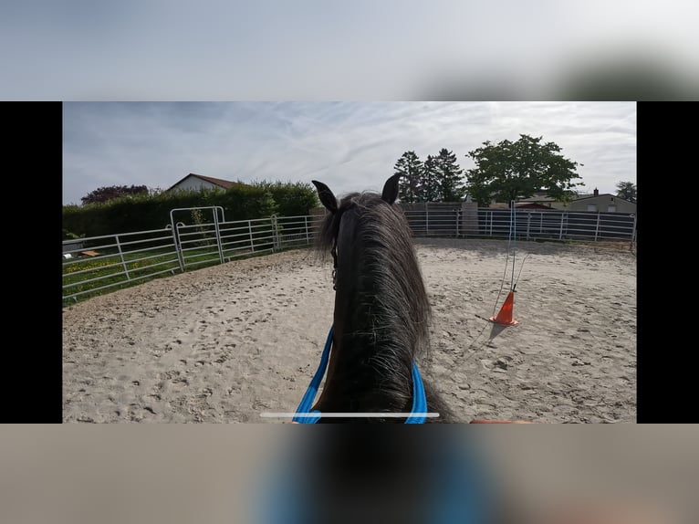 Paso Fino Wallach 5 Jahre 145 cm Rappschimmel in Sugenheim
