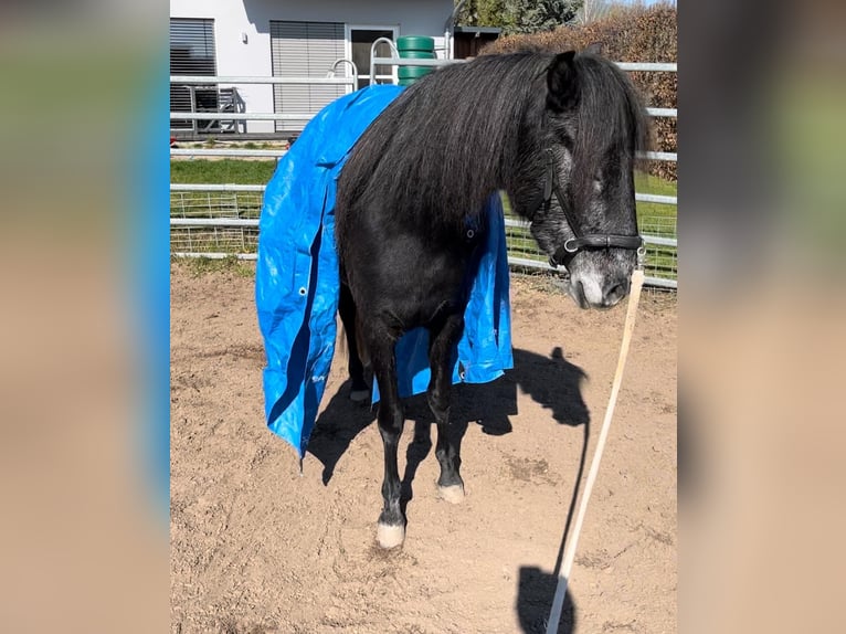 Paso Fino Wallach 5 Jahre 145 cm Rappschimmel in Sugenheim
