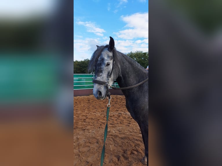 Paso Fino Wallach 5 Jahre 145 cm in Wiesentheid