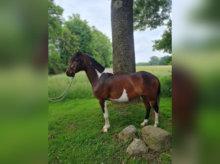 Paso Fino Wallach 6 Jahre 137 cm Schecke in Warendorf