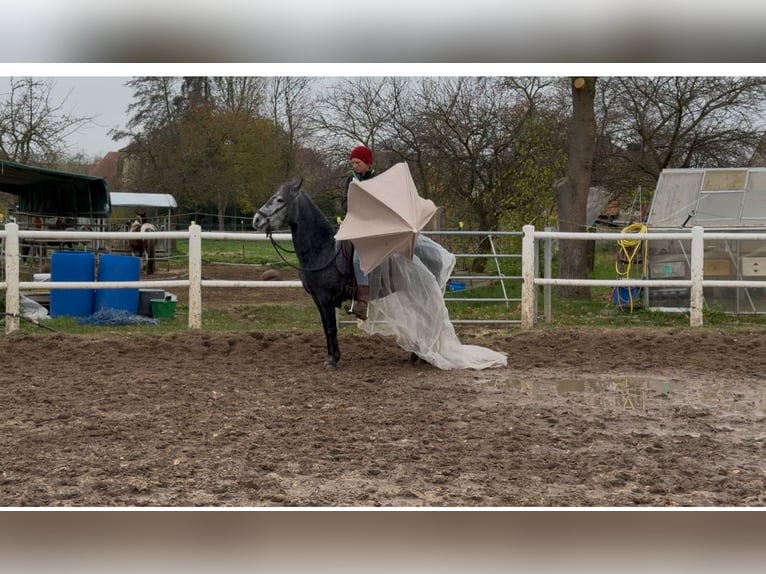 Paso Fino Wallach 6 Jahre 145 cm in Wiesentheid