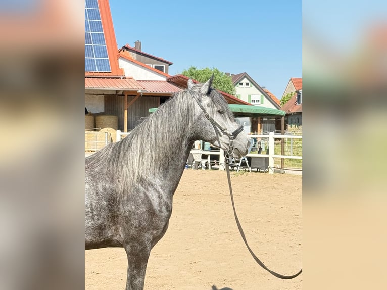 Paso Fino Wallach 6 Jahre 145 cm White in Wiesentheid