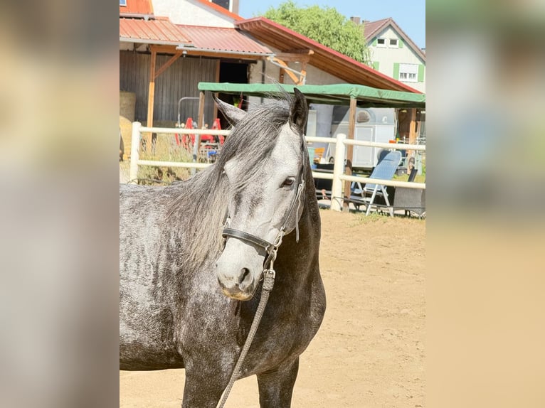 Paso Fino Wallach 6 Jahre 145 cm White in Wiesentheid