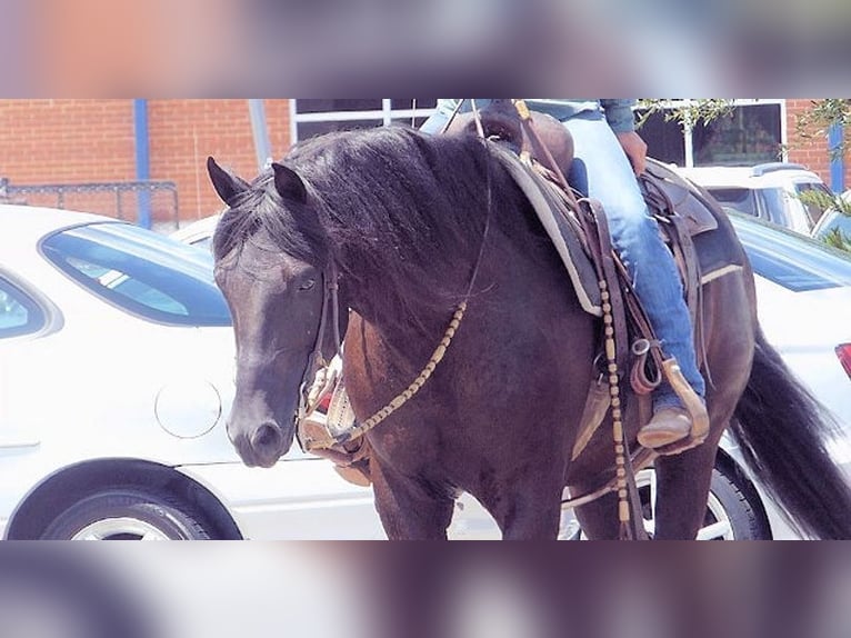 Paso Fino Wallach 7 Jahre 152 cm Rappe in Bournemouth