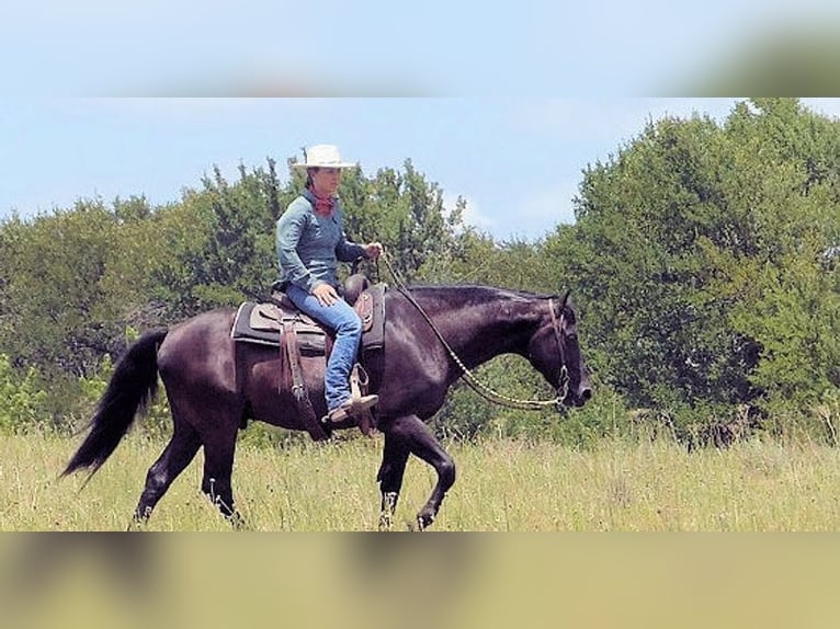 Paso Fino Wallach 7 Jahre 173 cm Rappe in Norwich