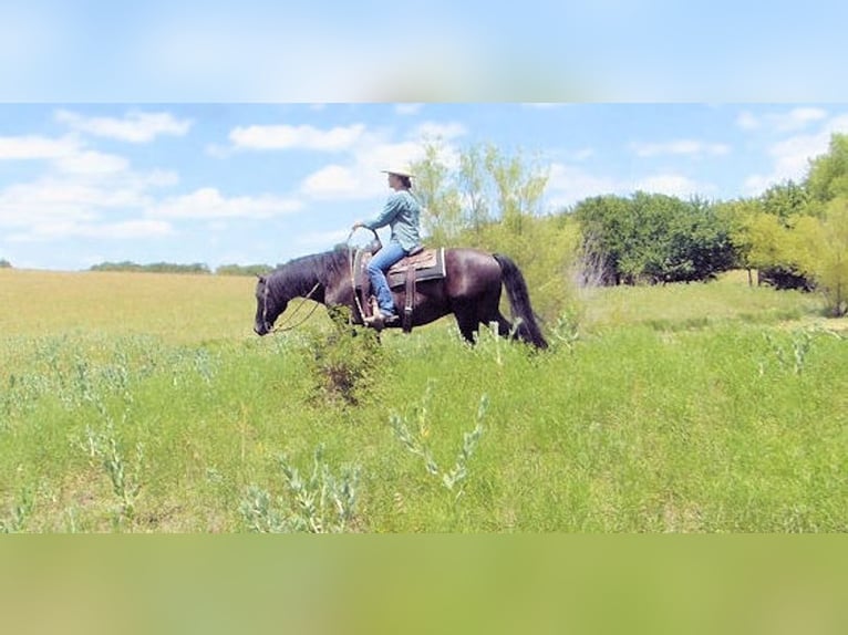 Paso Fino Wallach 7 Jahre 173 cm Rappe in Norwich