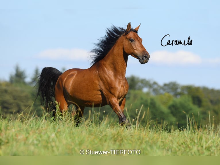 Paso Fino Wallach 8 Jahre 148 cm Falbe in Contrazy
