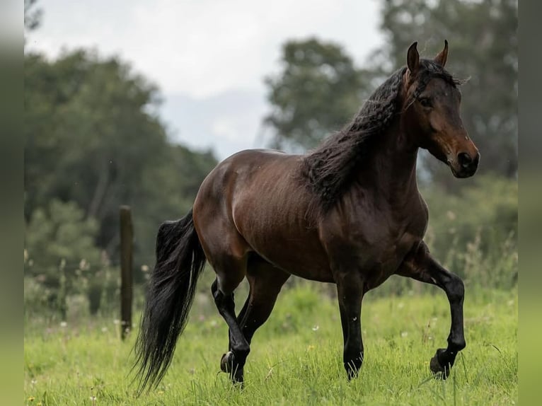 Paso Fino Wallach 8 Jahre 152 cm Rappe in Bistrot ,Paris