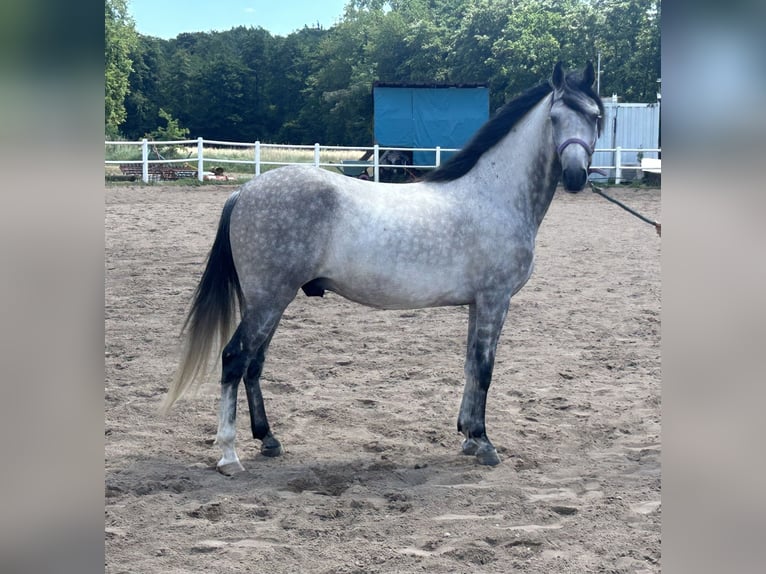 Paso Fino Wallach 9 Jahre 150 cm in Wiesentheid