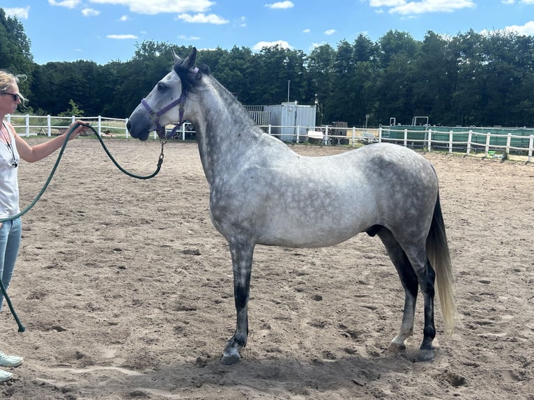Paso Fino Wallach 9 Jahre 150 cm in Wiesentheid
