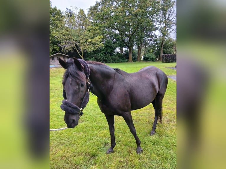 Paso Fino Yegua 11 años 140 cm Negro in Malle