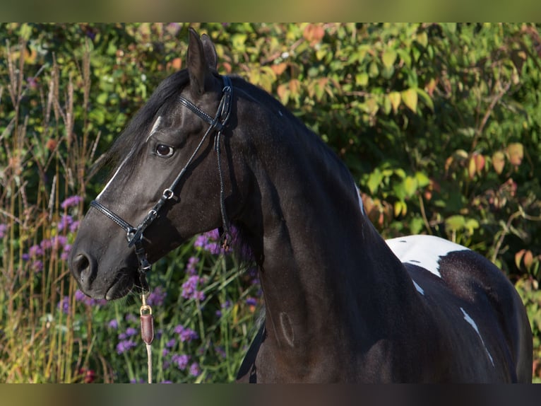 Paso Fino Yegua 11 años 146 cm Pío in Aletshausen