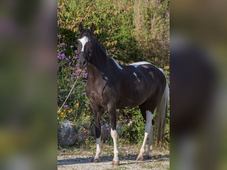 Paso Fino Yegua 11 años 146 cm Pío in Aletshausen