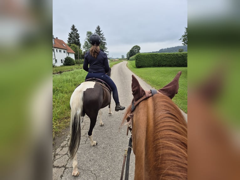Paso Fino Yegua 11 años 146 cm Pío in Aletshausen