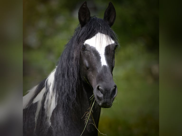 Paso Fino Yegua 11 años 146 cm Pío in Aletshausen