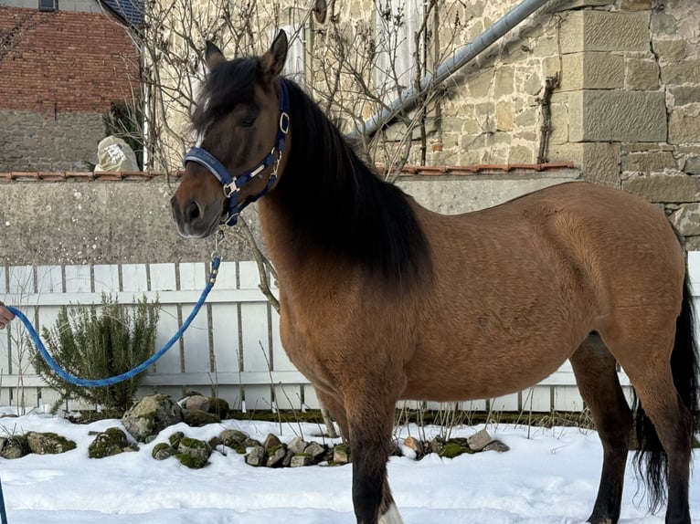 Paso Fino Yegua 18 años 146 cm in WiesentheidWiesentheid