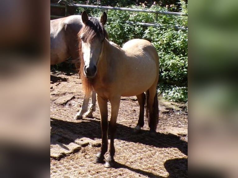 Paso Fino Mestizo Yegua 3 años 120 cm Buckskin/Bayo in Arnbruck