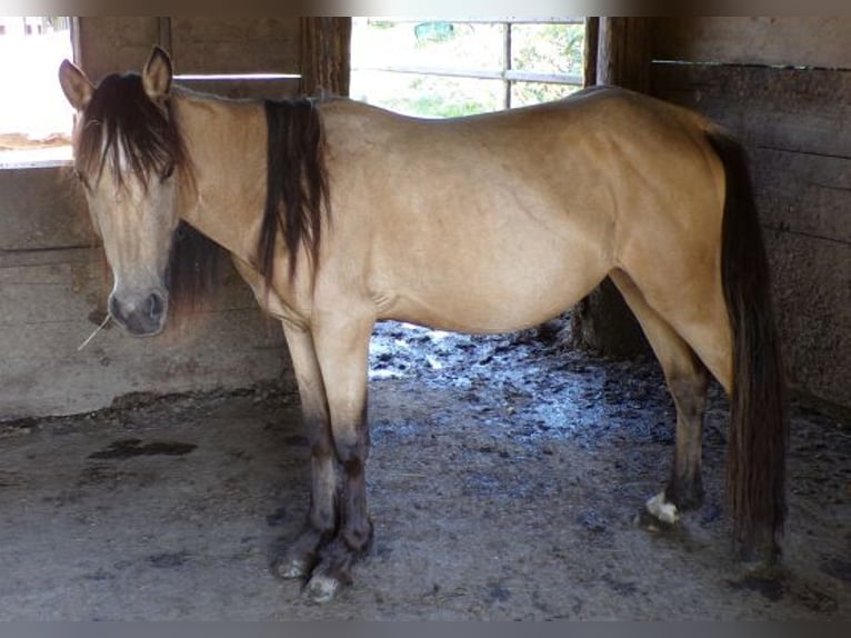 Paso Fino Mestizo Yegua 3 años 120 cm Buckskin/Bayo in Arnbruck