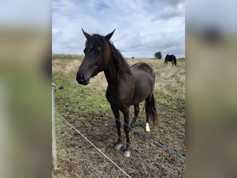 Paso Fino Mestizo Yegua 3 años 148 cm Negro in Morsbach