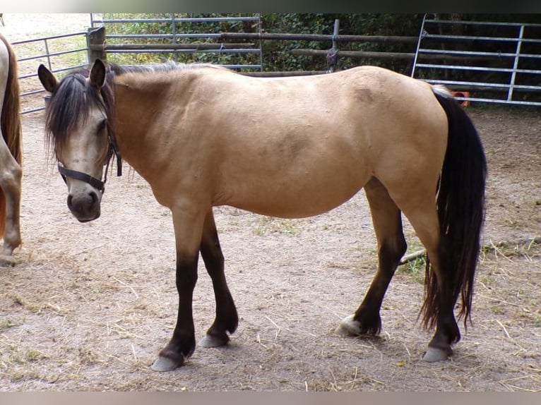 Paso Fino Mestizo Yegua 4 años 120 cm Buckskin/Bayo in Arnbruck