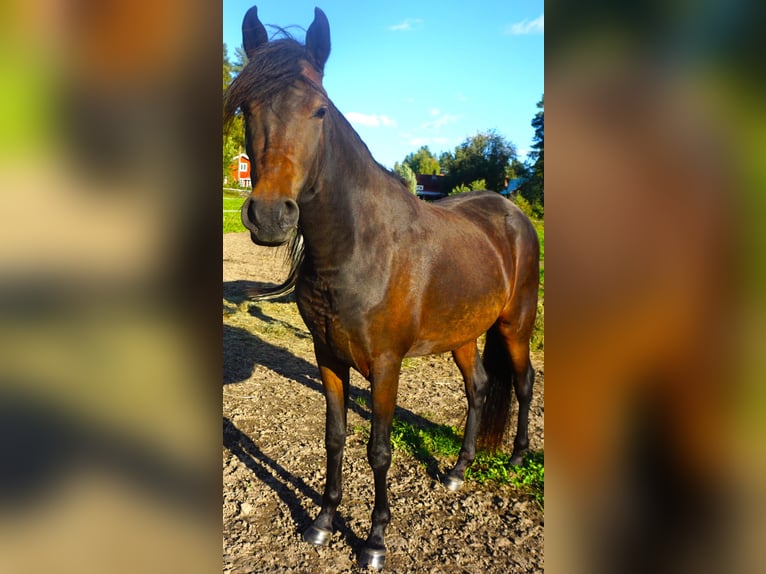 Paso Fino Yegua 5 años 142 cm Castaño rojizo in Skellefteå