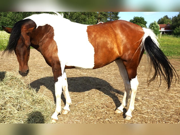 Paso Fino Yegua 5 años 142 cm Castaño rojizo in Skellefteå