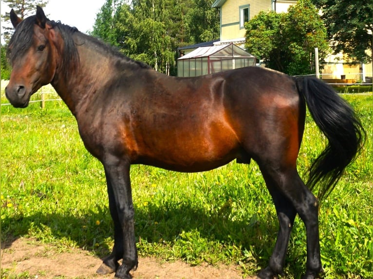 Paso Fino Yegua 5 años 142 cm Castaño rojizo in Skellefteå