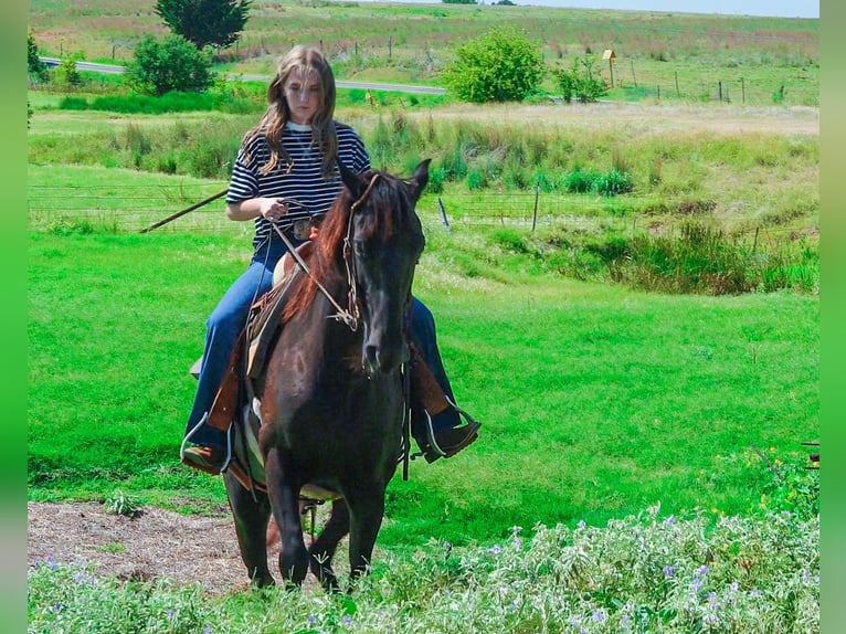 Paso Fino Yegua 6 años 141 cm Negro in Wichita Falls