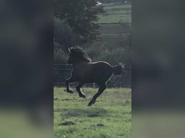 Paso Fino Yegua Potro (01/2026) 144 cm Rabicano in Schmelz