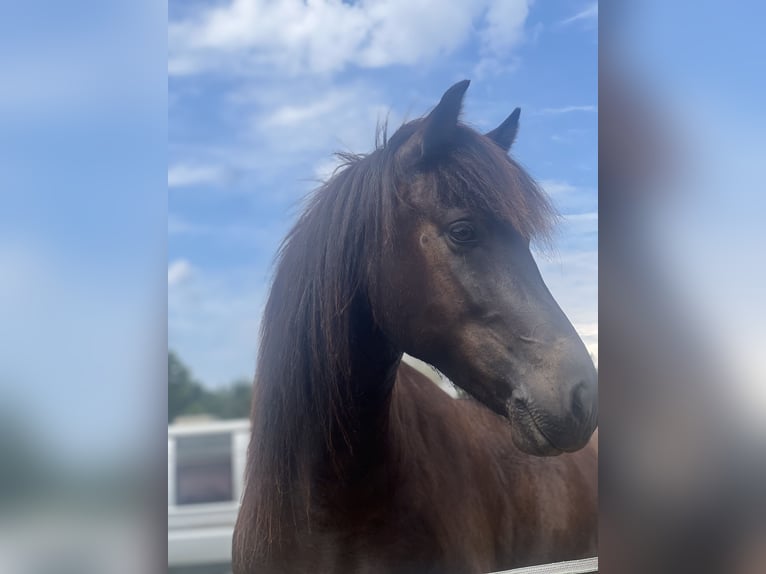 Paso Fino Yegua Potro (01/2026) 144 cm Rabicano in Schmelz