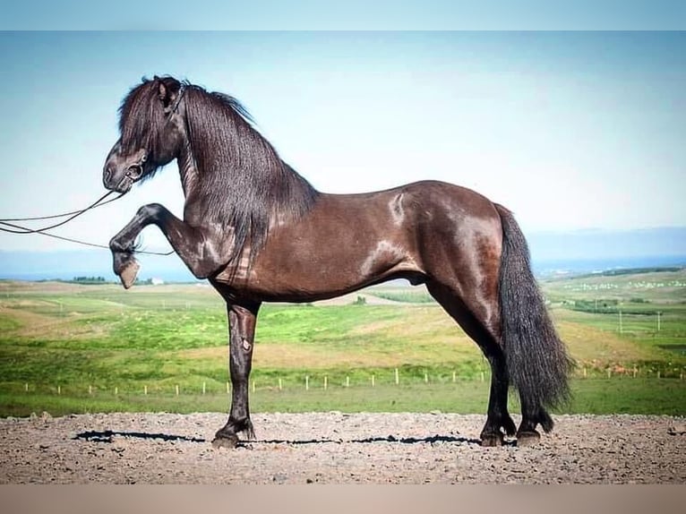 Paso Fino Yegua Potro (01/2026) 144 cm Rabicano in Schmelz