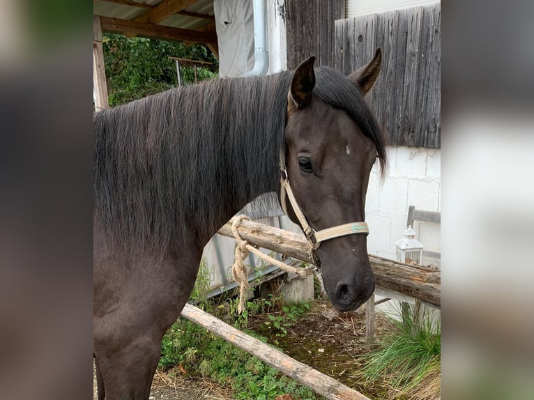 Paso Iberoamericano Caballo castrado 2 años 150 cm Negro in Hohenburg