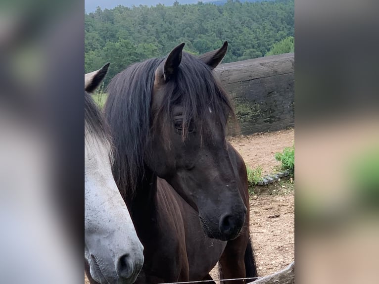 Paso Iberoamericano Caballo castrado 3 años 150 cm Negro in Hohenburg